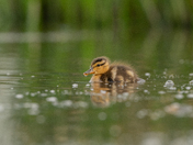 Mallard Duckling