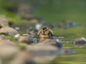 Mallard Duckling