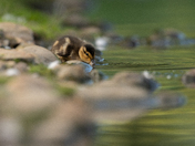 Mallard Duckling