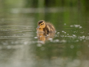 Mallard Duckling