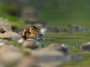 Mallard Duckling