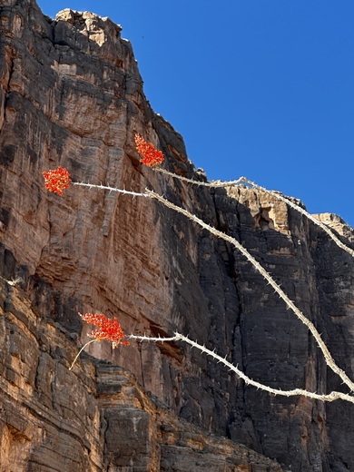 Big Bend National Park