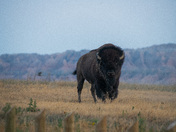 Badlands National Park