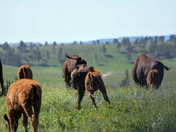 Wind Cave National Park