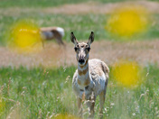 Wind Cave National Park