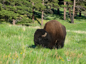 Wind Cave National Park