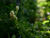 Gunnison National Forest
