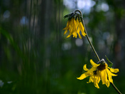 Gunnison National Forest