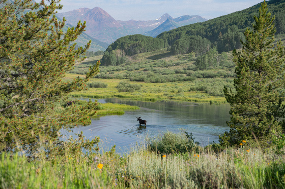 Gunnison National Forest