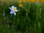 Gunnison National Forest