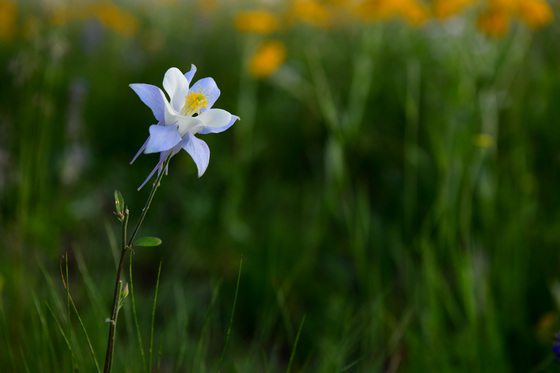 Gunnison National Forest