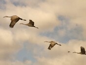 Wheeler National Wildlife Refuge
