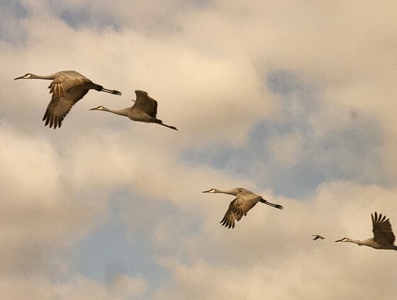 Wheeler National Wildlife Refuge