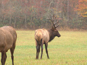 Great Smoky Mountains National Park