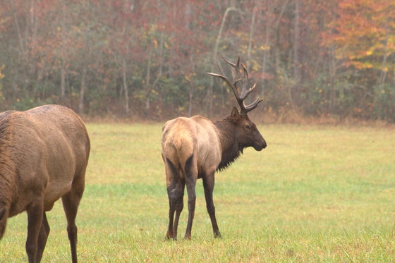 Great Smoky Mountains National Park