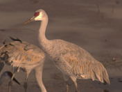 Wheeler National Wildlife Refuge