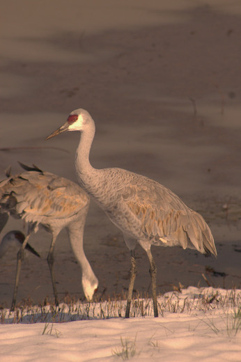 Wheeler National Wildlife Refuge