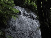 El Yunque National Forest