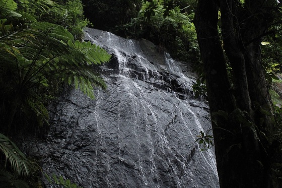 El Yunque National Forest