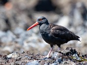 Yaquina Head Outstanding Natural Area