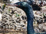 Yaquina Head Outstanding Natural Area
