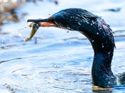 Yaquina Head Outstanding Natural Area