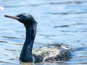 Yaquina Head Outstanding Natural Area