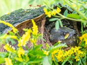 Horicon Marsh National Wildlife Refuge