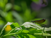 Ebony Jewelwing