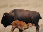 Rocky Mountain Arsenal National Wildlife Refuge