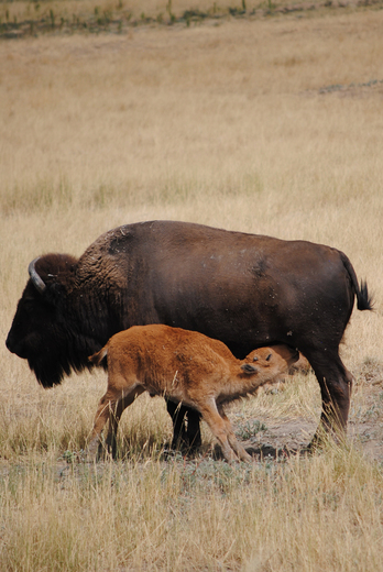 Rocky Mountain Arsenal National Wildlife Refuge