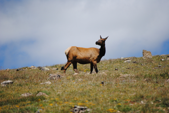 Rocky Mountain National Park