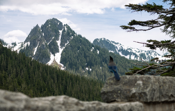 Mount Rainier National Park