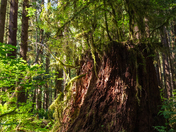 Olympic National Park
