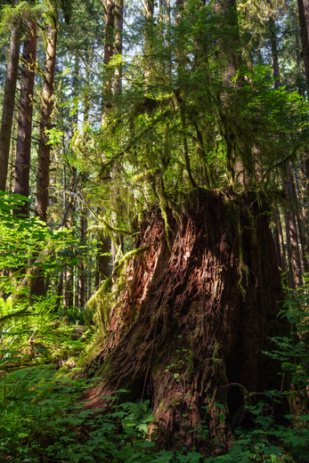 Olympic National Park