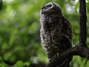 Dyke Marsh Wildlife Preserve