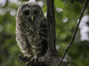 Dyke Marsh Wildlife Preserve