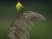 Bombay Hook National Wildlife Refuge