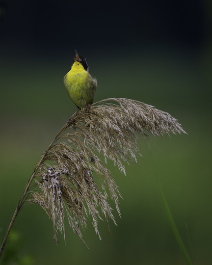 Bombay Hook National Wildlife Refuge