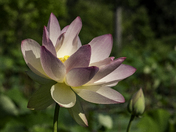 Kenilworth Park & Aquatic Gardens