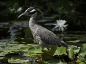 Kenilworth Park & Aquatic Gardens