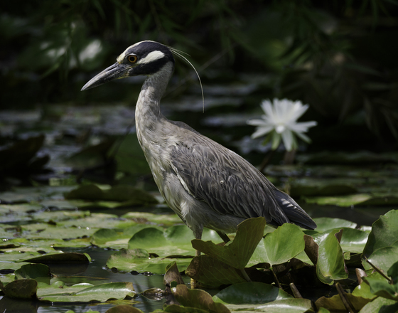 Kenilworth Park & Aquatic Gardens