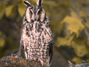Long-eared Owl