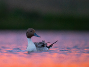 Morning Pintail