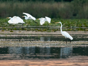 Great Egrets