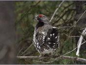 Spruce Grouse (m)