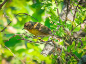 Nashville Warbler