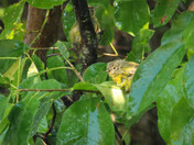Warbler (fledgling)