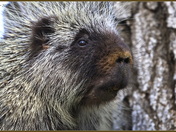 Porcupine Portrait