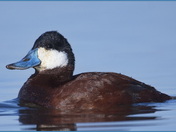 Ruddy Duck